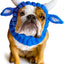 Zoo Snoods Blue Ox Costume - Warm Knit Dog Snood Wrap for Pets, Neck Ear Cover Protection for Halloween Winter (Small)