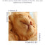 Natural Feline Facial Care - Cat Tear Stains Remover - Cat Acne - May Help with Cat Chin Acne - Cat Chin Blackheads - Gentle Ear and Eye Care - May Soothe Skin - 3.4 oz.