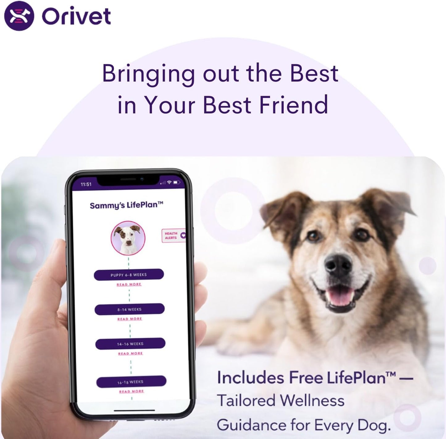 ORIVET Dog DNA Test Kit – Comprehensive Dog DNA Test Kit for Over 330+ Breed Identification