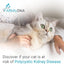 PKD DNA Test for Cats | Home Sample Collection Kit for 1 Feline | Polycystic Kidney Disease Testing | | Just Swab & Send a DNA Sample | Get Your Report in Just 12 Working Days