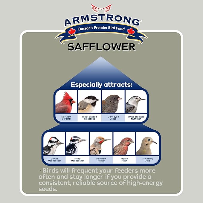 Armstrong Wild Bird Food Safflower Bird Seed, 20 Pounds (Pack of 2)