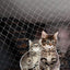 Cat Balcony Net Cat Anti-Fall Fence Net Dog Fence Nets Transparent Nylon Pet Mesh Fence Anti-Fall Netting for Balcony Window Stairs Netting for Balcony Window Stairs（1020ft, 10 * 20ft