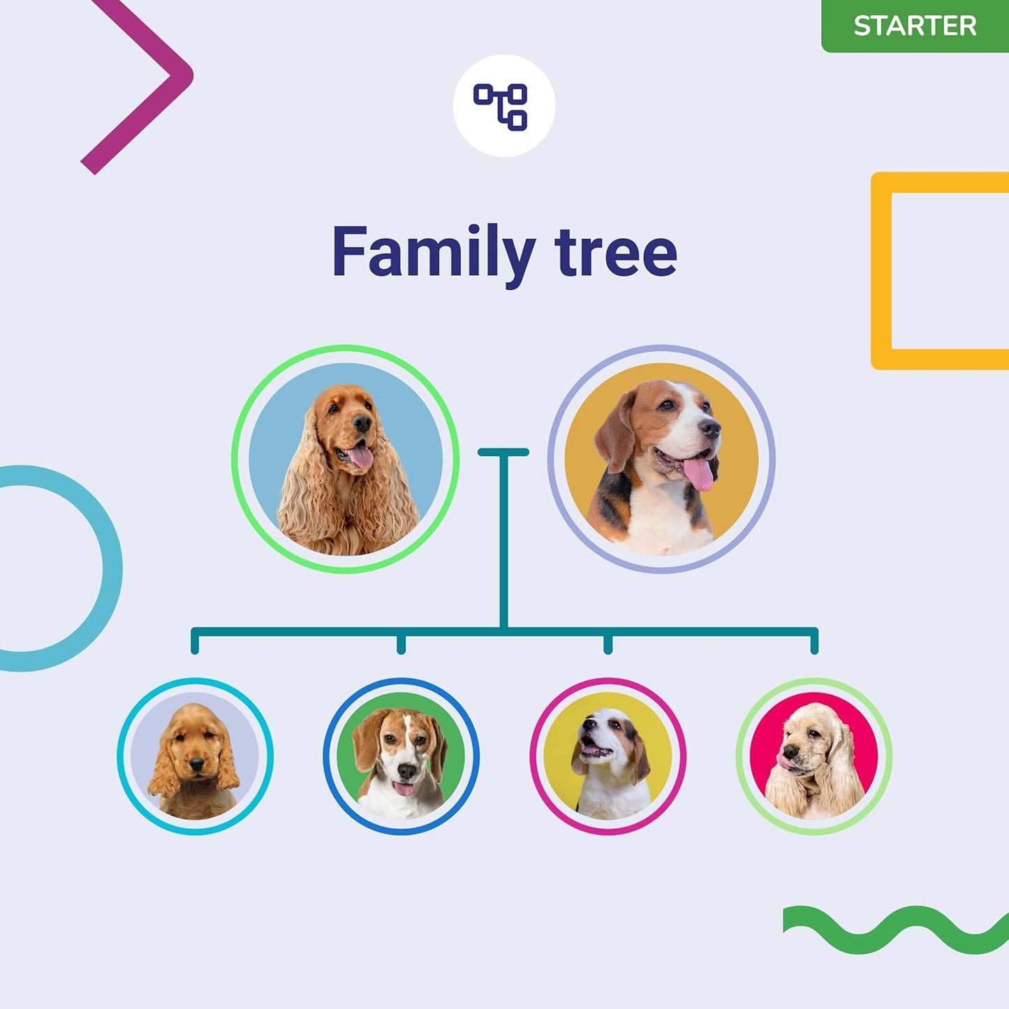 DNA Test for Dogs Starter - (Breeds and Traits Reports) - Updates at no cost