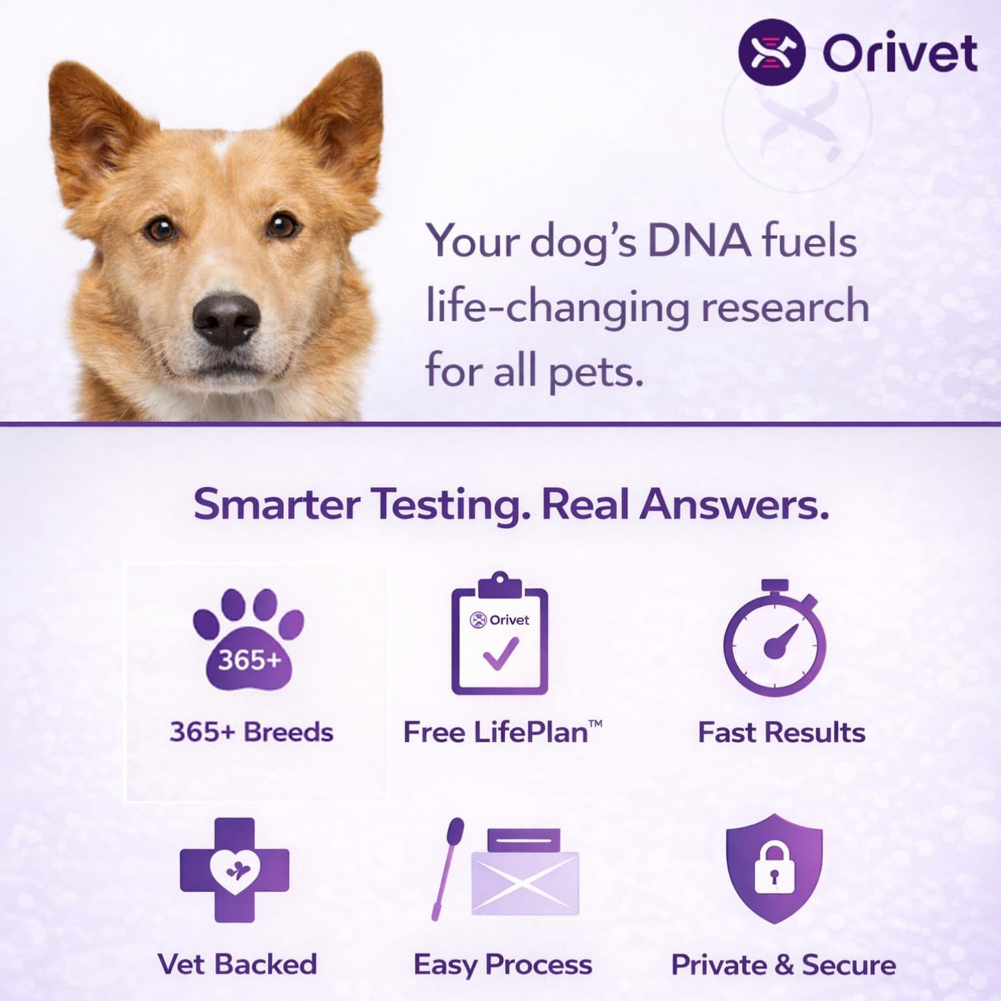 ORIVET Dog DNA Test Kit – Comprehensive Dog DNA Test Kit for Over 330+ Breed Identification