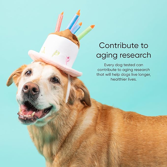 Embark Dog Age Test Kit - Estimates Age and Birthday - DNA Methylation - Best for Dogs Past Puppy Stage - Includes Life Stage Care Tips - Great for Rescue Dogs