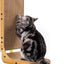 Poils Bebe Cat Scratchers for Indoor Cats