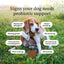 PetLab Co. Probiotics for Dogs, Support Gut Health, Occasional Diarrhea, Digestive Health & Seasonal Allergies - Pork Flavor - 30 Soft Chews - Packaging May Vary