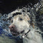 High Tech Pet Genuine MS-5® Automatic Smart Pet Door Collar, Tested & Certified for All Power Pet Doors
