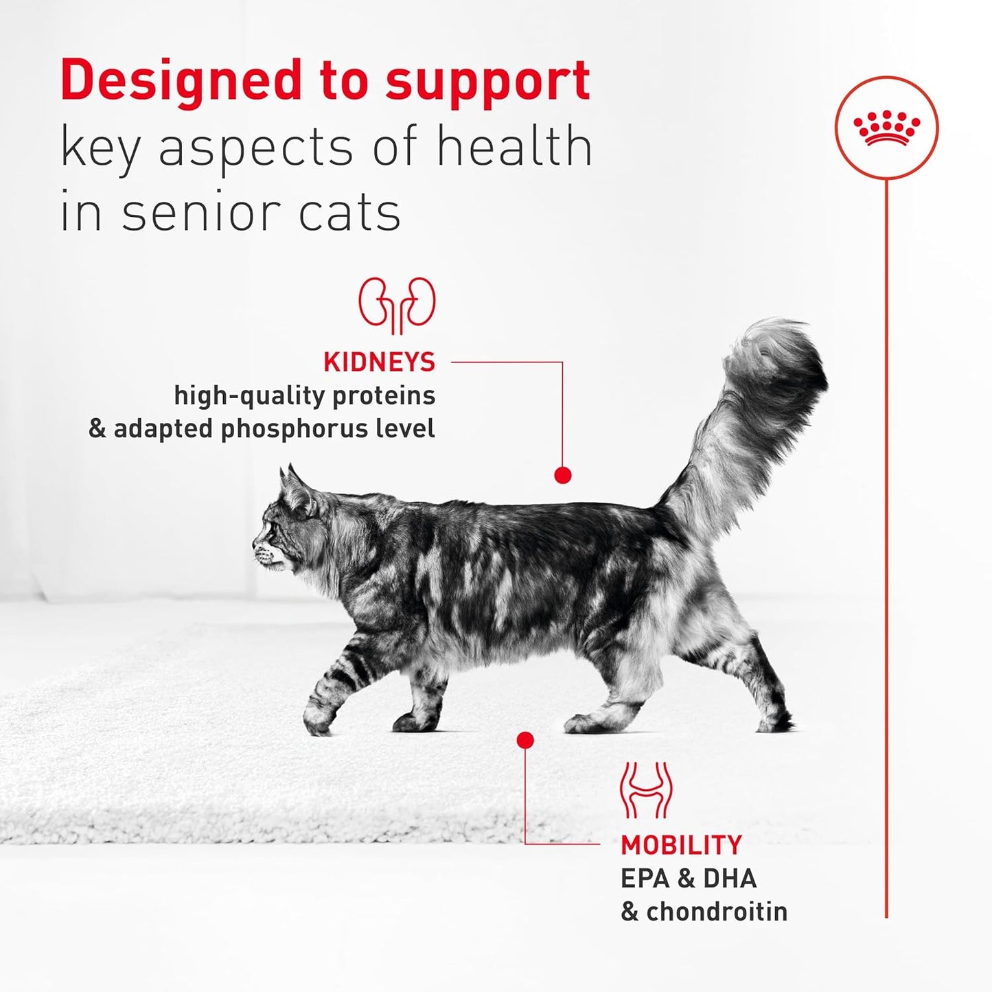 Royal Canin Feline Health Nutrition Aging 11+ Wet Cat Food, for Cats Over 11 Years, Supports Optimal Health & Vitality, 5.1 oz can, case of 24