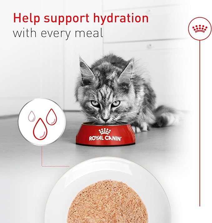 Royal Canin Feline Health Nutrition Aging 11+ Wet Cat Food, for Cats Over 11 Years, Supports Optimal Health & Vitality, 5.1 oz can, case of 24