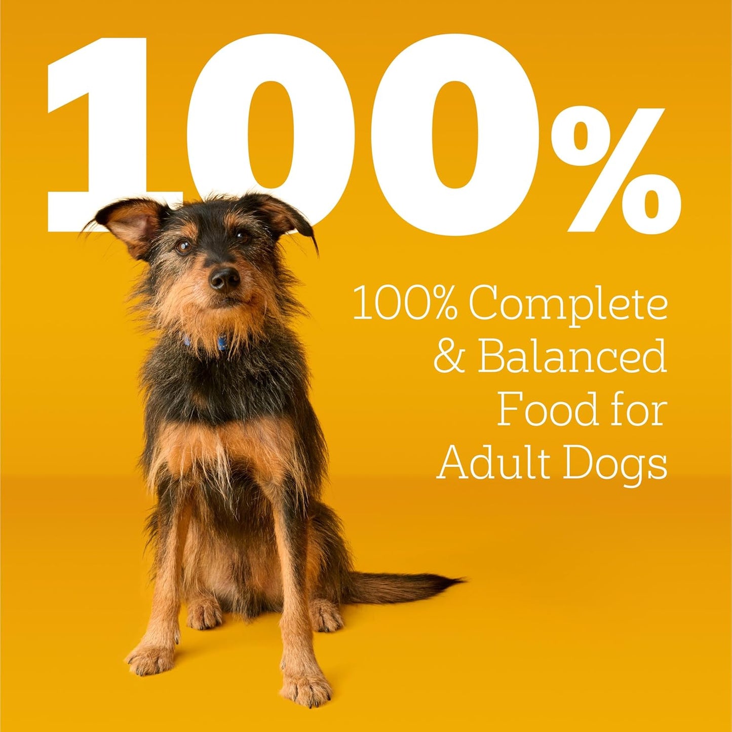 Pedigree Complete Nutrition Adult Dry Dog Food
