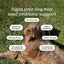 PetLab Co. – Oral Hygiene & Gut Health Bundle: Dental Powder for an Effortless Clean in 1 Scoop for Small Dogs & Probiotics for Dogs Supporting Gut Health & Seasonal Allergies