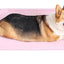 Easy Assemble and Clean Dog Cot Mesh Pet Bed Small Dog Cot